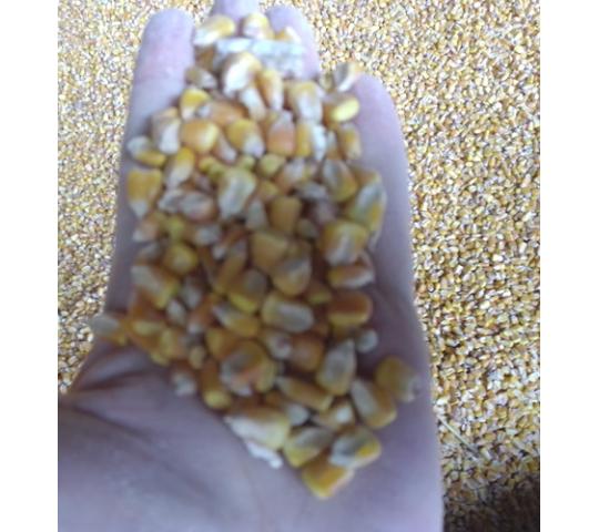 Фото 2 желтая кукуруза в Новгороде 2024